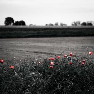 青青免费网站免费观看
